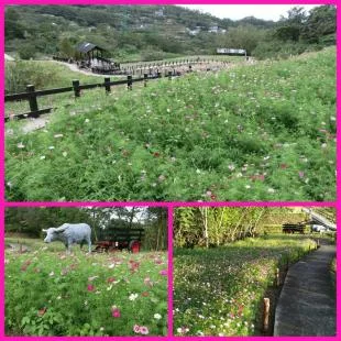 樟樹步道波斯菊花海