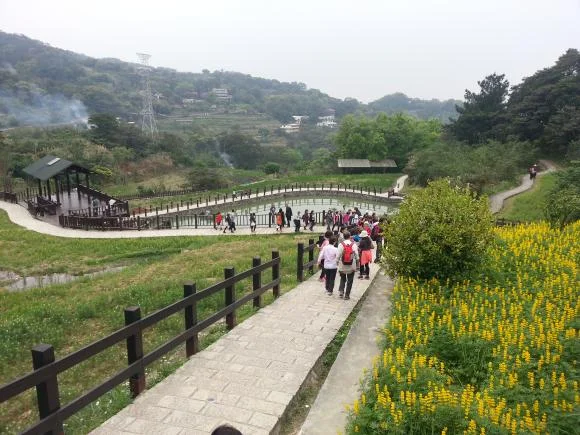 樟樹步道魯冰花季